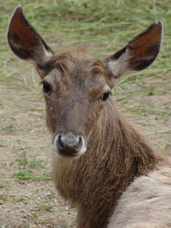 Cervus albirostris / White-lipped deer (young female), 24-06-2010