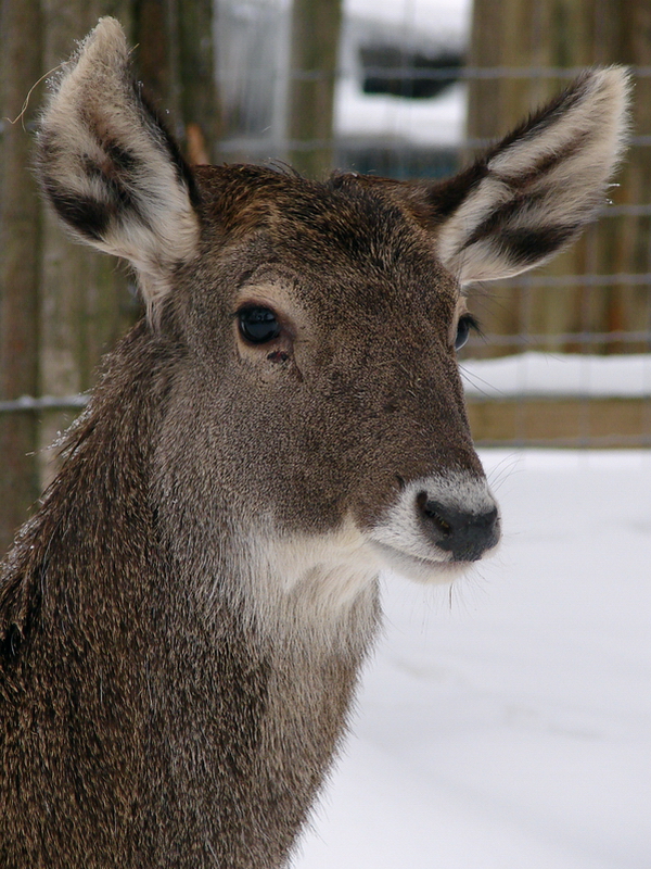 Cervus albirostris / White-lipped deer (young female), 26-12-2010