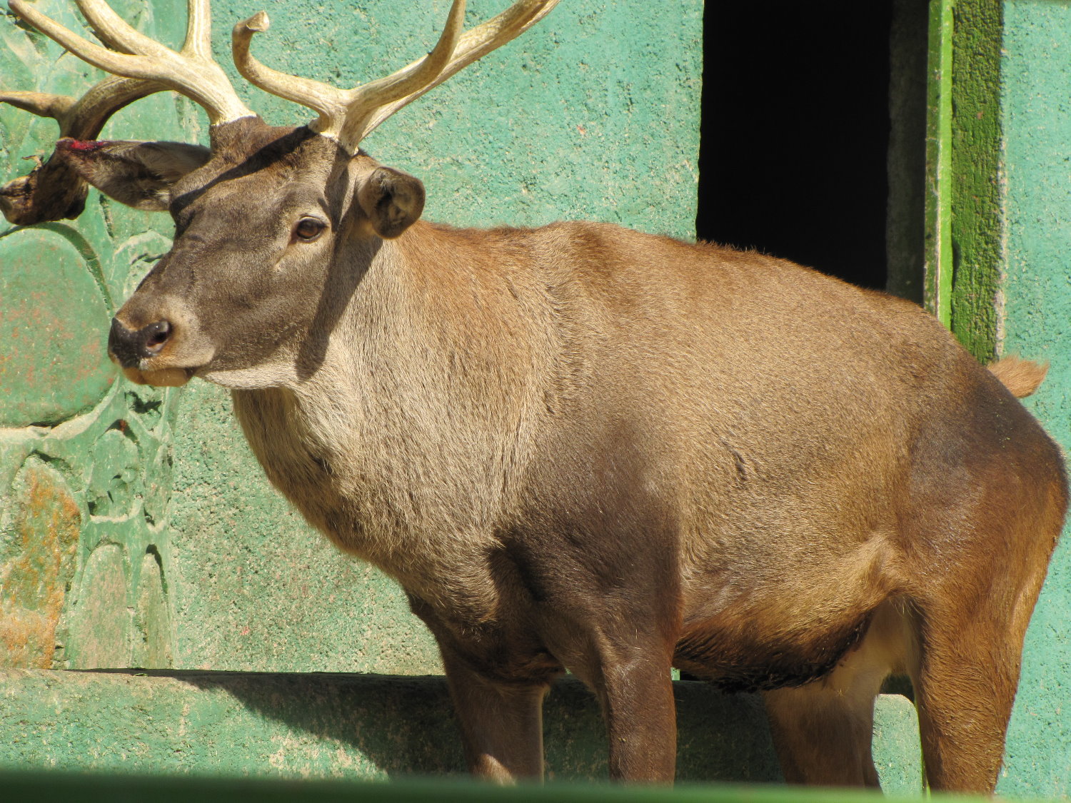 Cervus elaphus maral(caspian red deer)tehran zoo