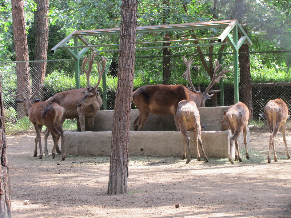 Cervus maral(tehran zoo)