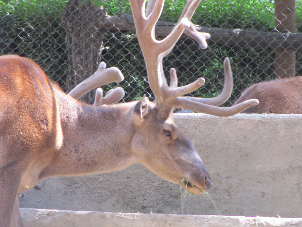 Cervus maral(tehran zoo)