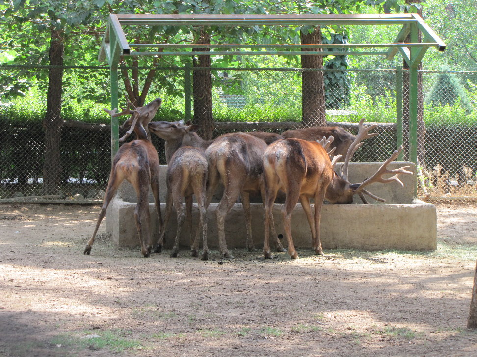 Cervus maral(tehran zoo)