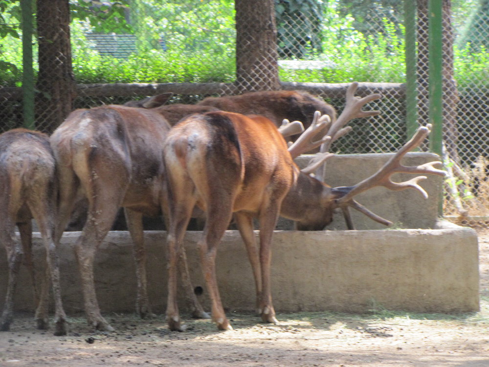 Cervus maral(tehran zoo)