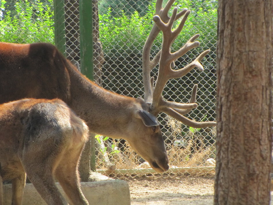 Cervus maral(tehran zoo)