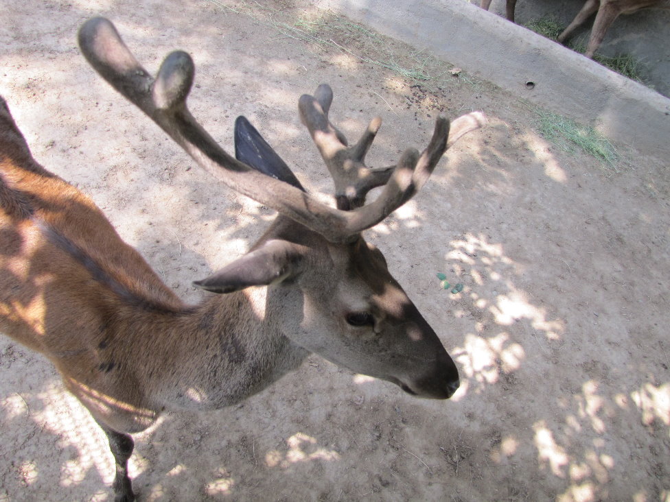 Cervus maral(tehran zoo)