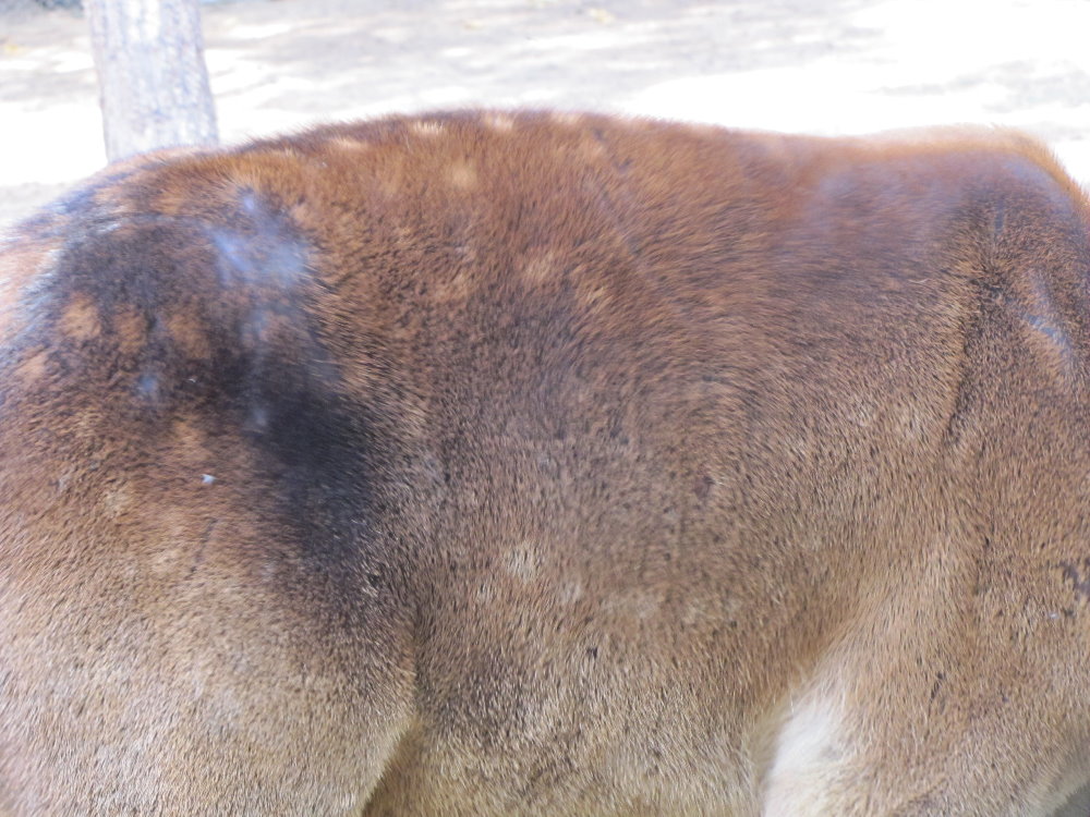 Cervus maral(tehran zoo)
