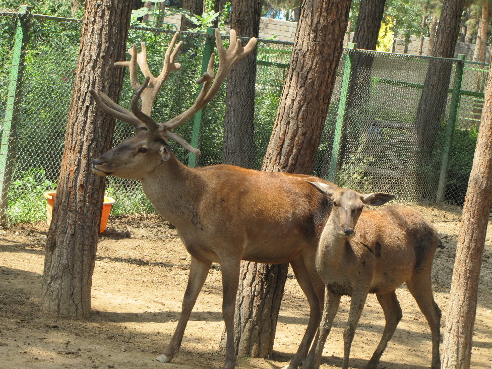 Cervus maral(tehran zoo)