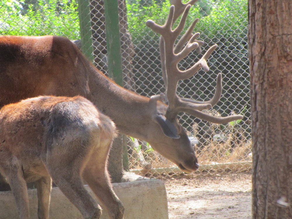 Cervus maral(tehran zoo)