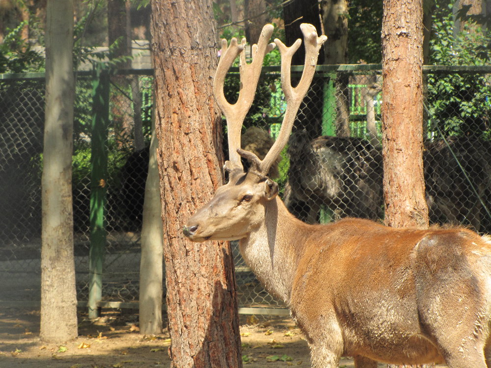 Cervus maral(tehran zoo)