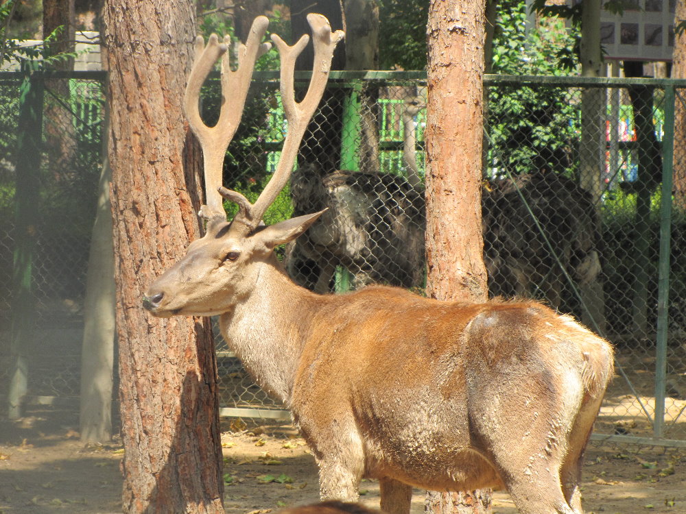 Cervus maral(tehran zoo)