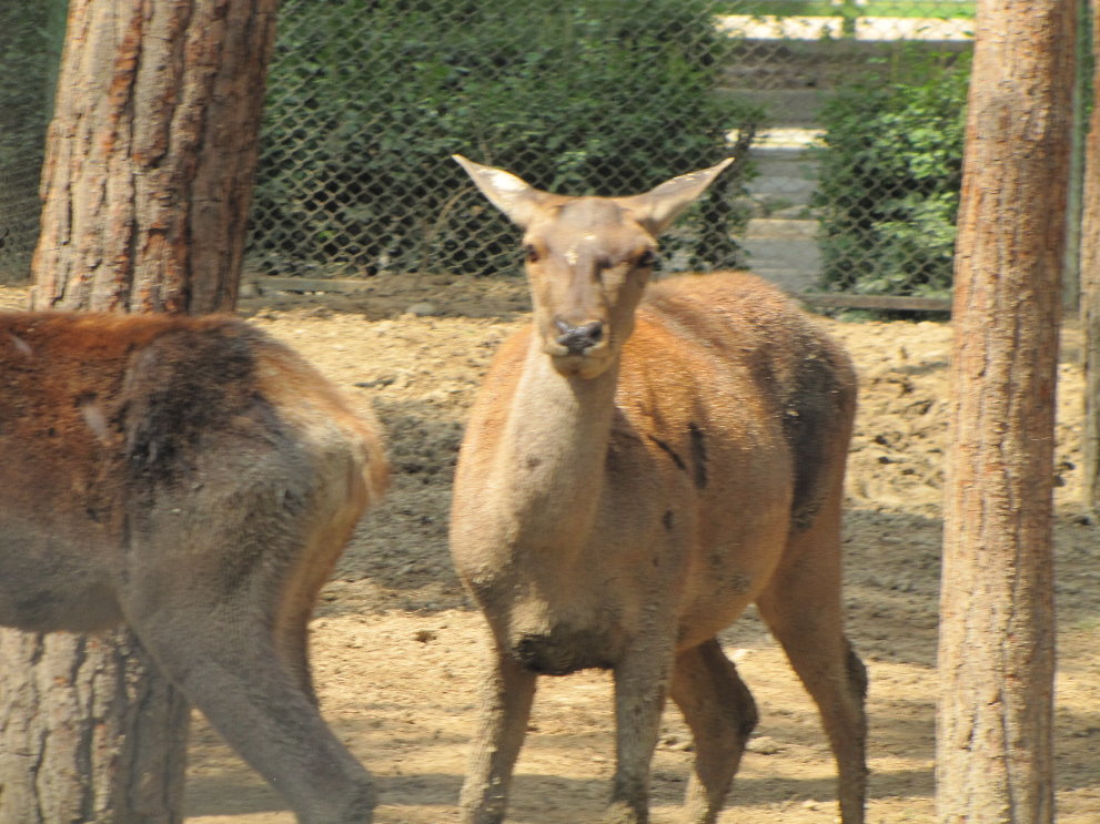 Cervus maral(tehran zoo)