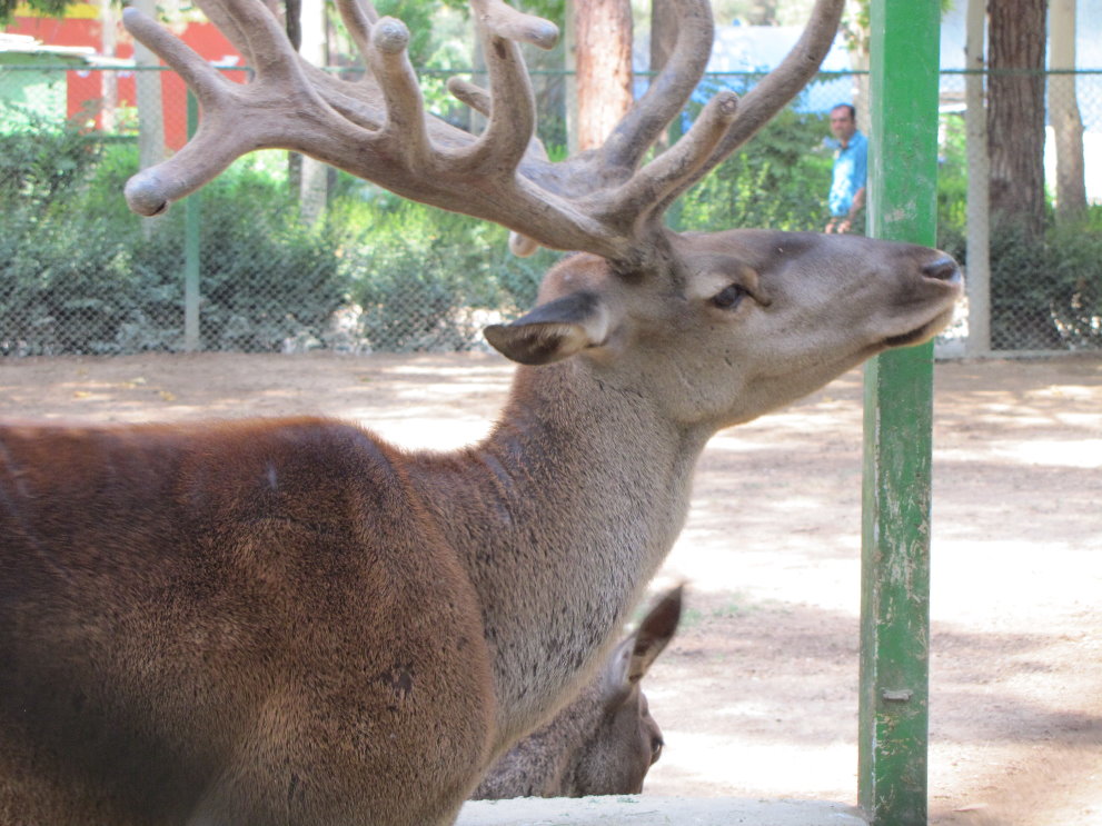 Cervus maral(tehran zoo)