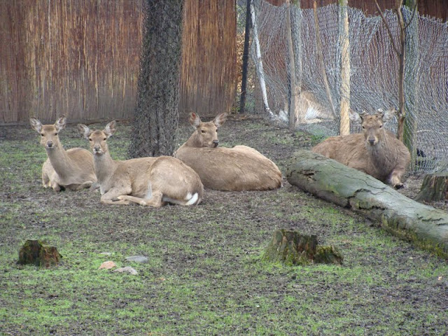 Cervus nippon hortulorum