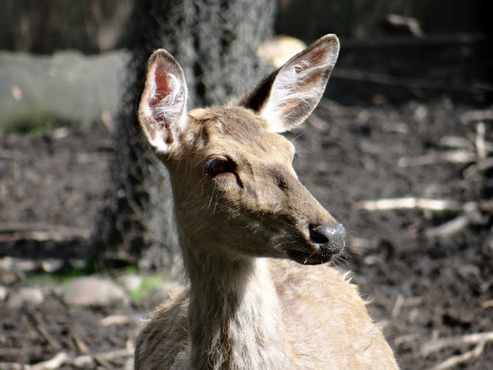 Cervus nippon hortulorum
