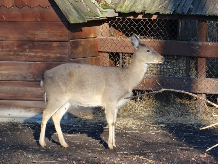 Cervus nippon hortulorum