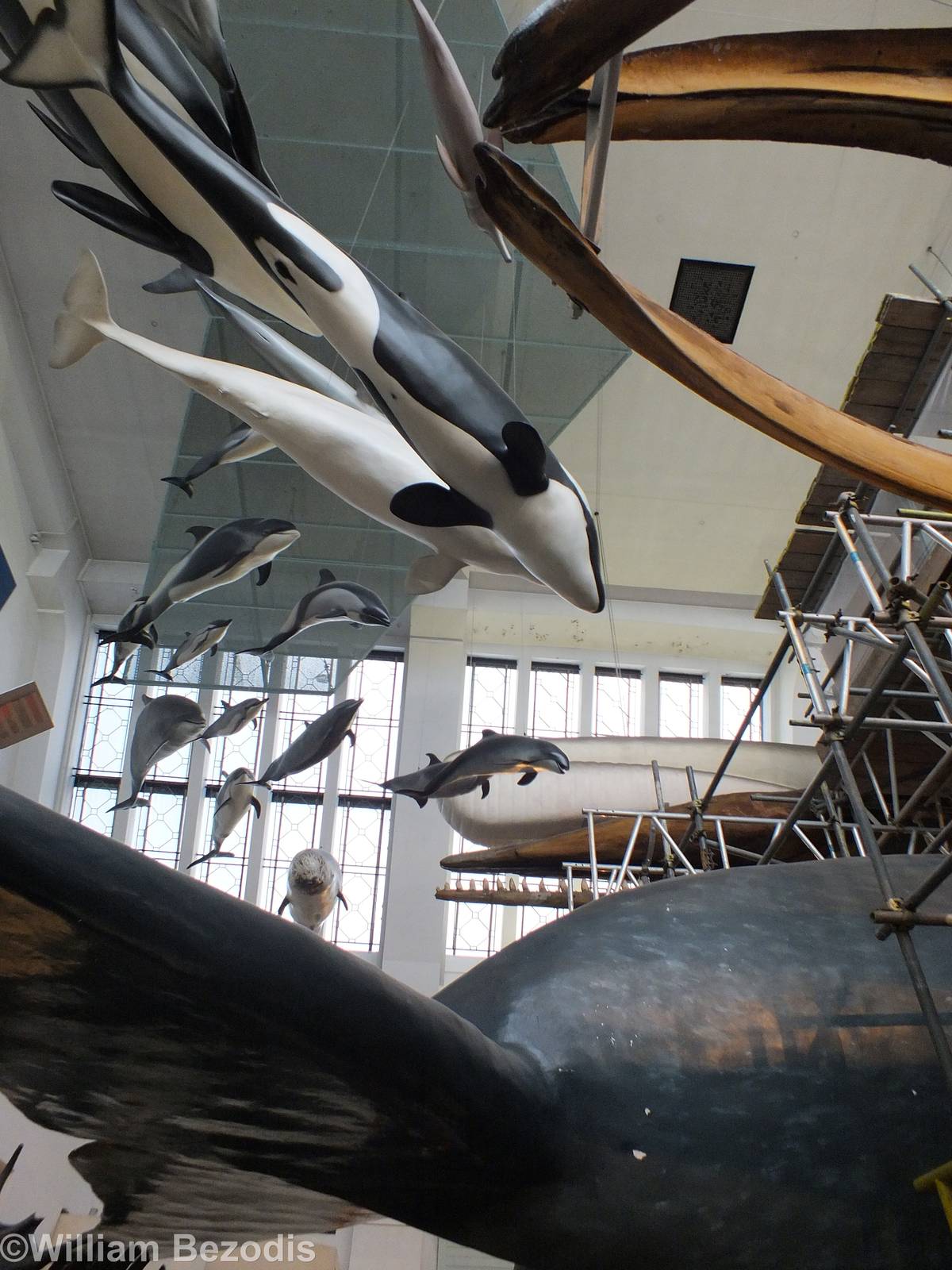Cetacean Display - NHM London