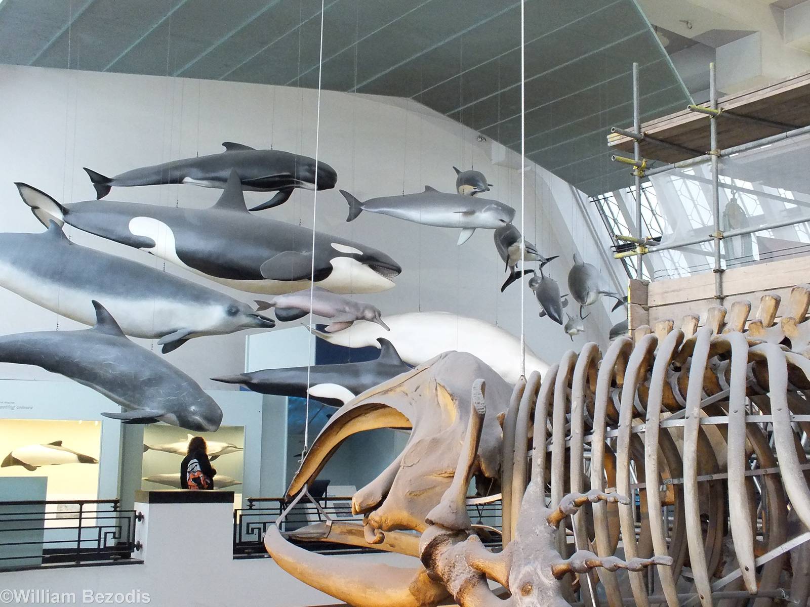 Cetacean Display - NHM London