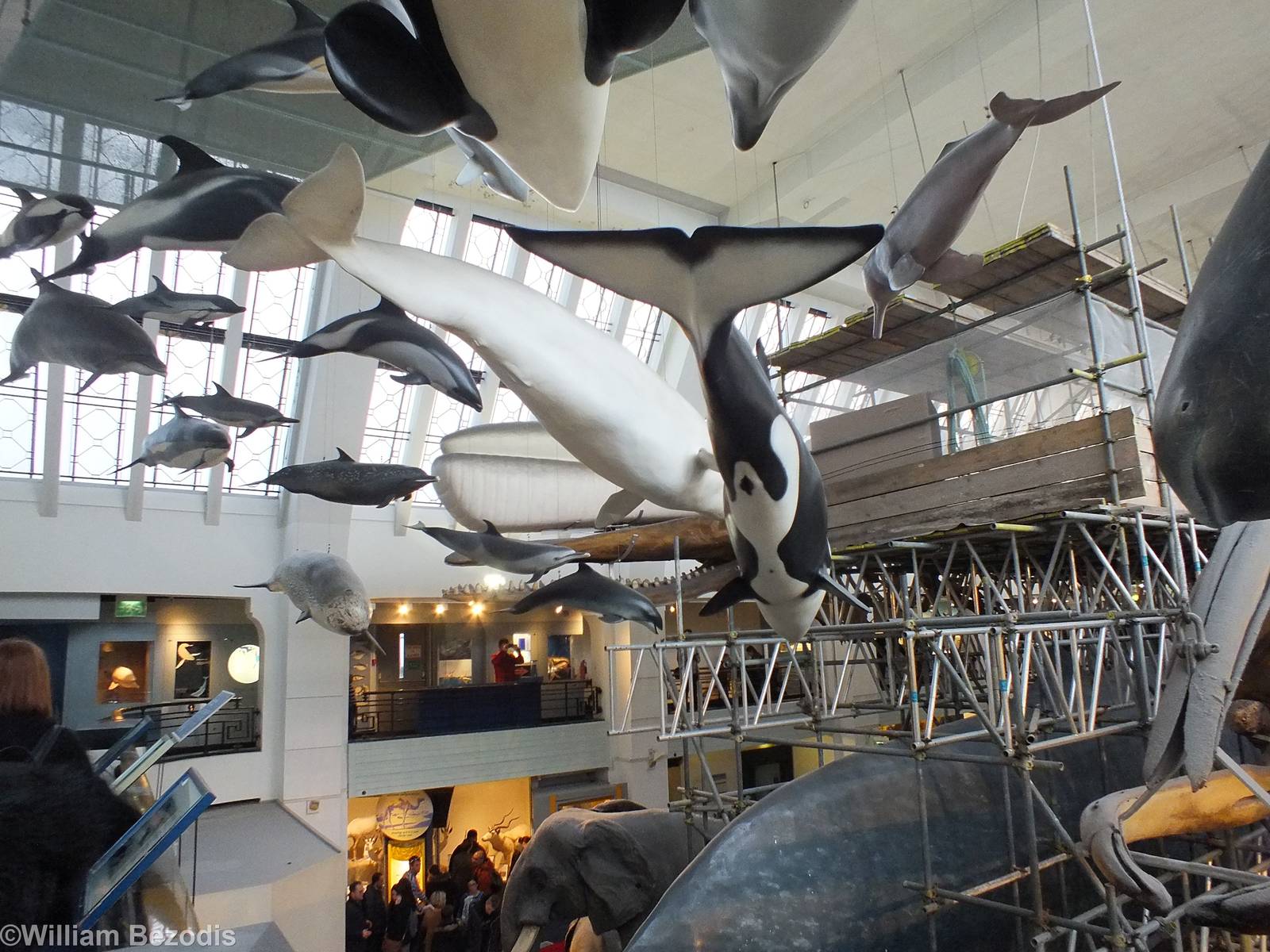 Cetacean Display - NHM London