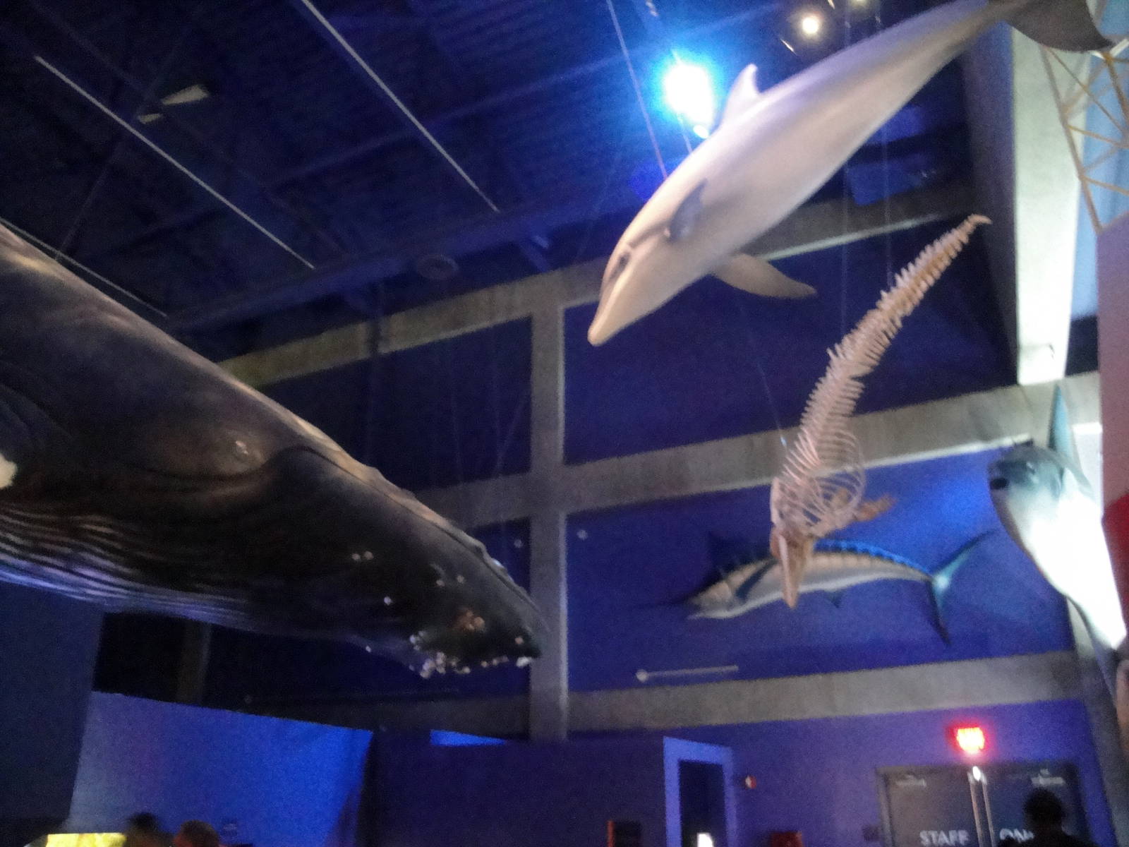 Cetacean Models