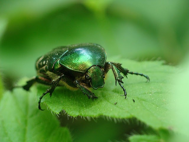Cetonia aurata