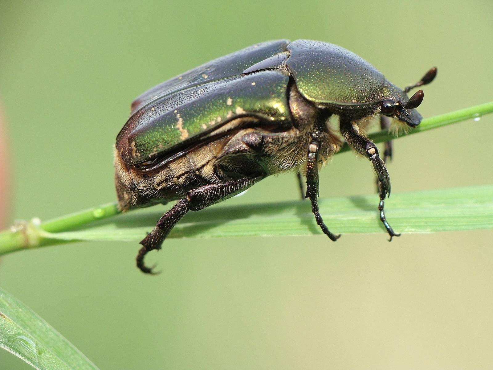 Cetonia aurata