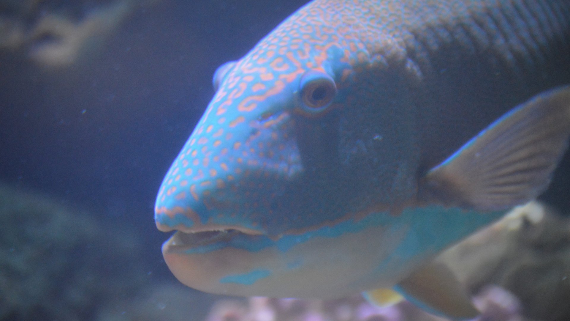 Cetoscarus ocellatus