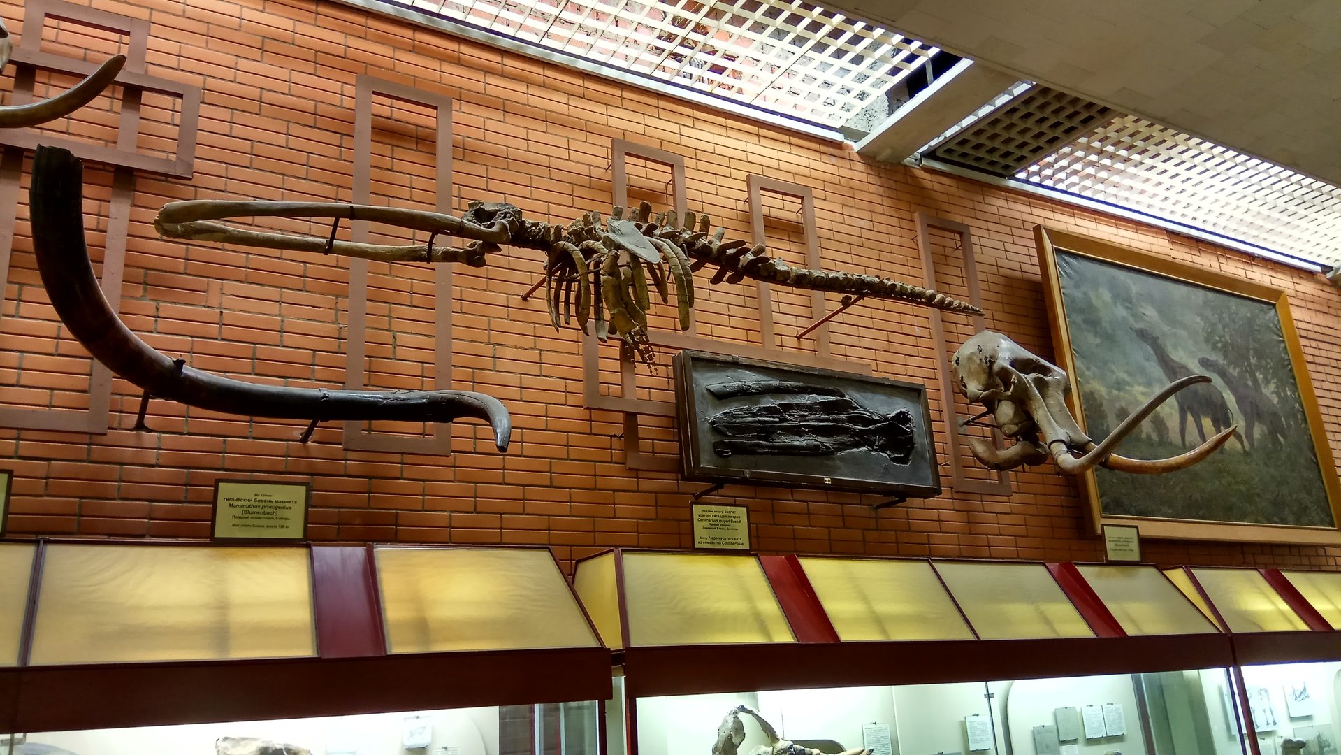 Cetotheriid whales, mammoth skull and tusk