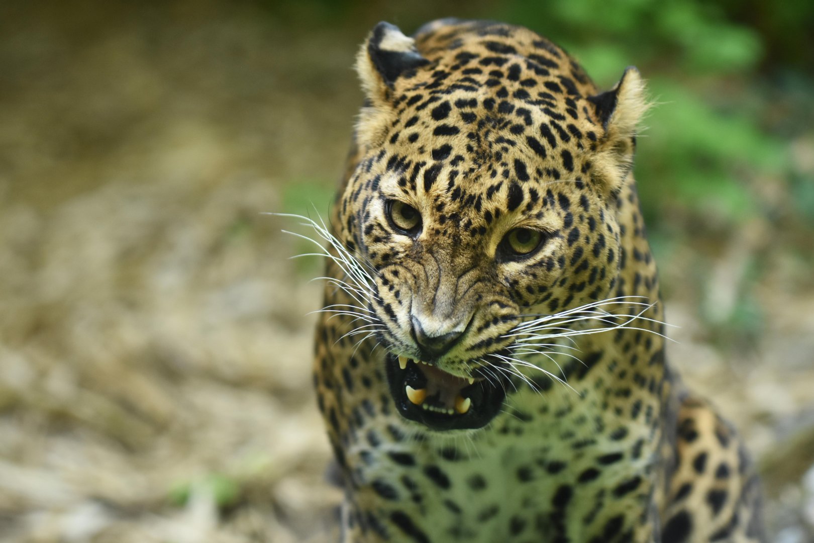 Ceylan leopard (Panthera pardus kotiya)