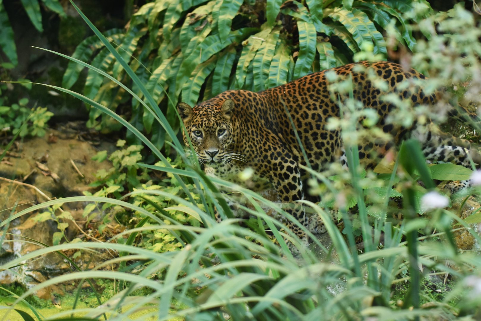 Ceylan leopard (Panthera pardus kotiya)