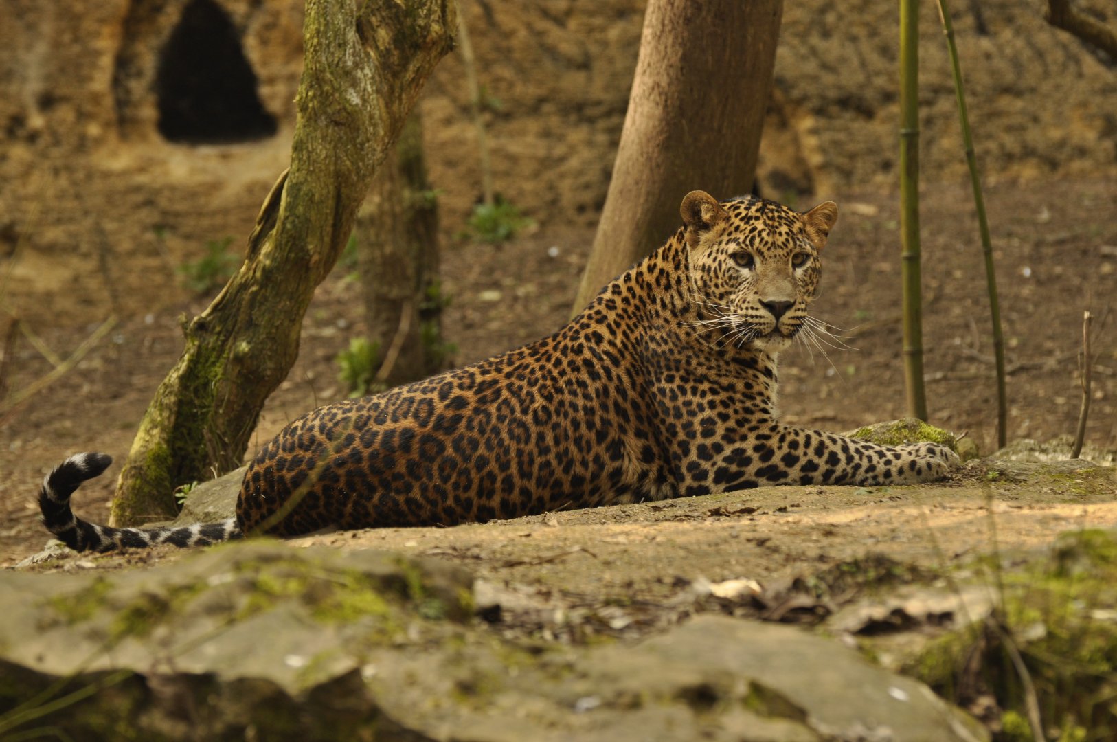 Ceylan leopard (Panthera pardus kotiya)