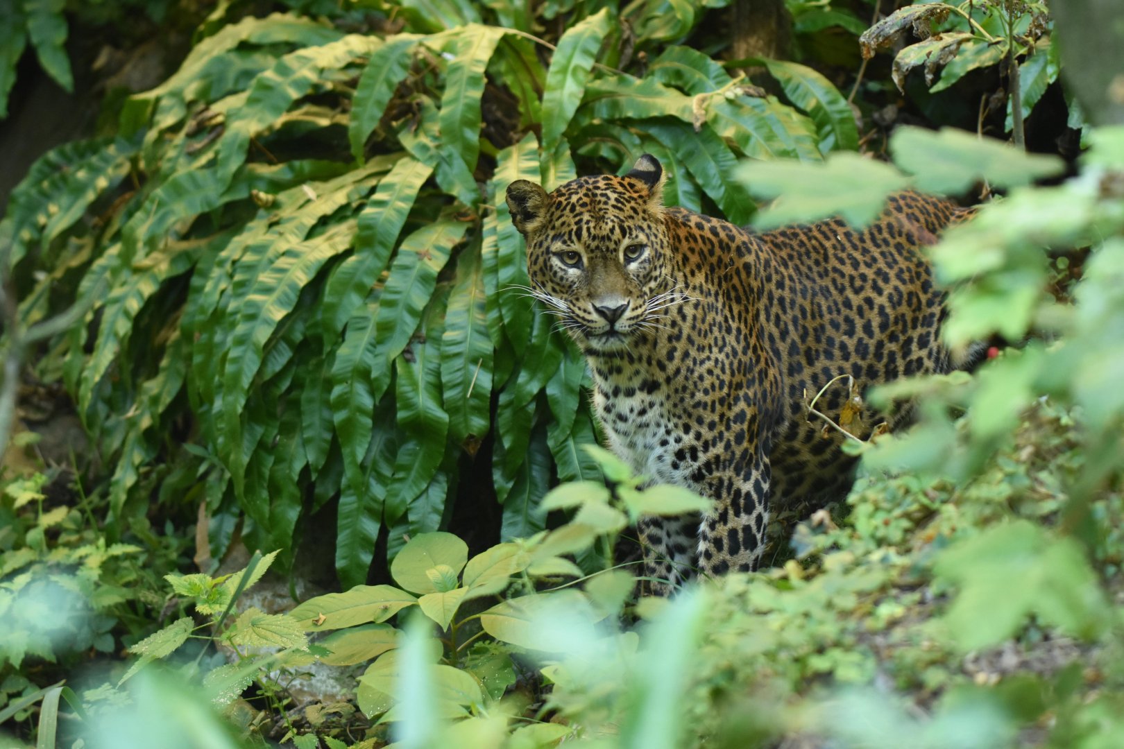 Ceylan leopard (Panthera pardus kotiya)