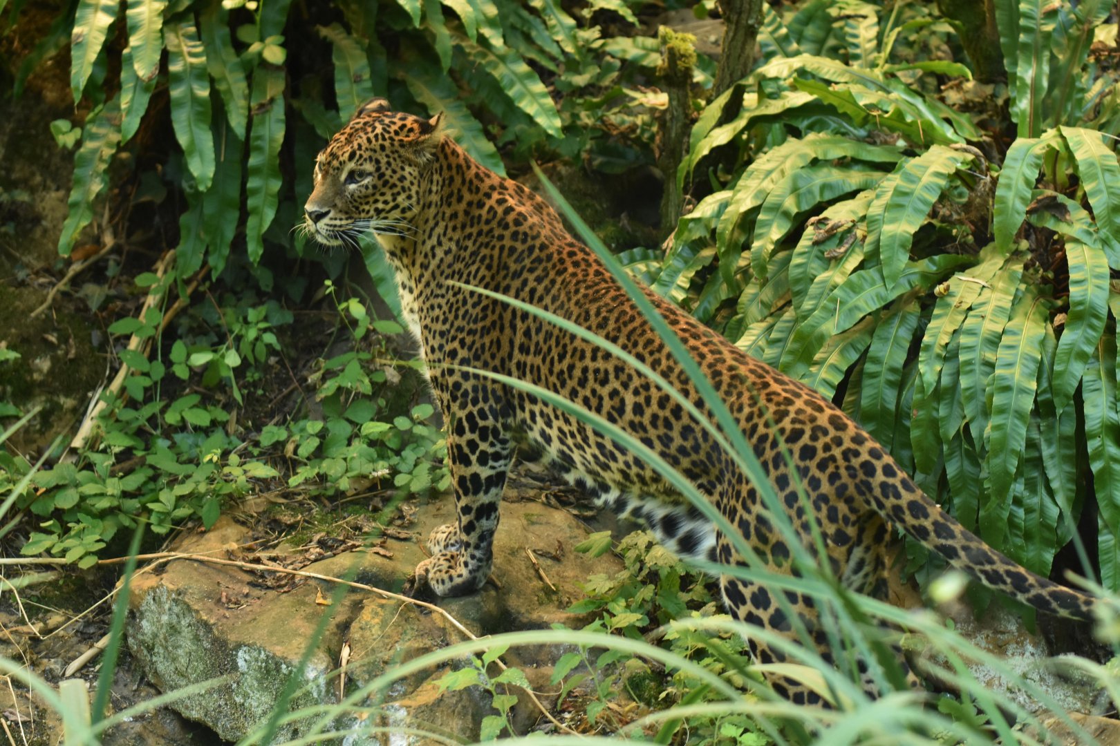 Ceylan leopard (Panthera pardus kotiya)