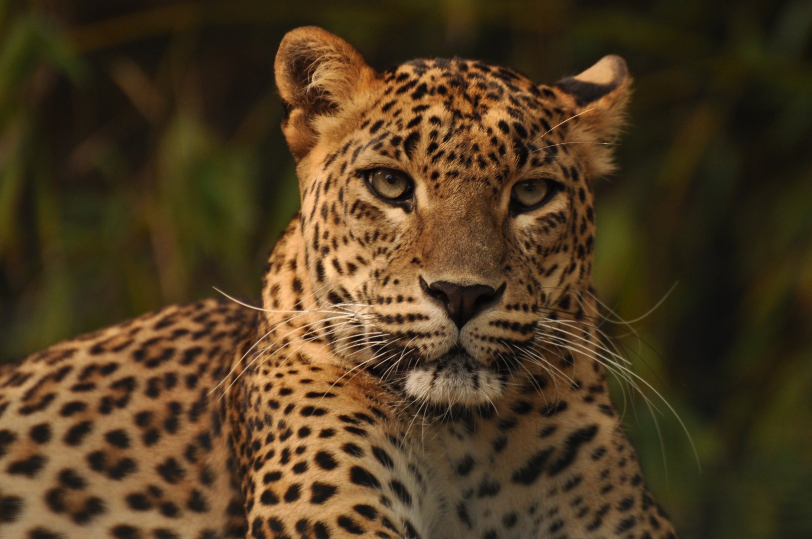 Ceylan leopard ((Panthera pardus kotiya))
