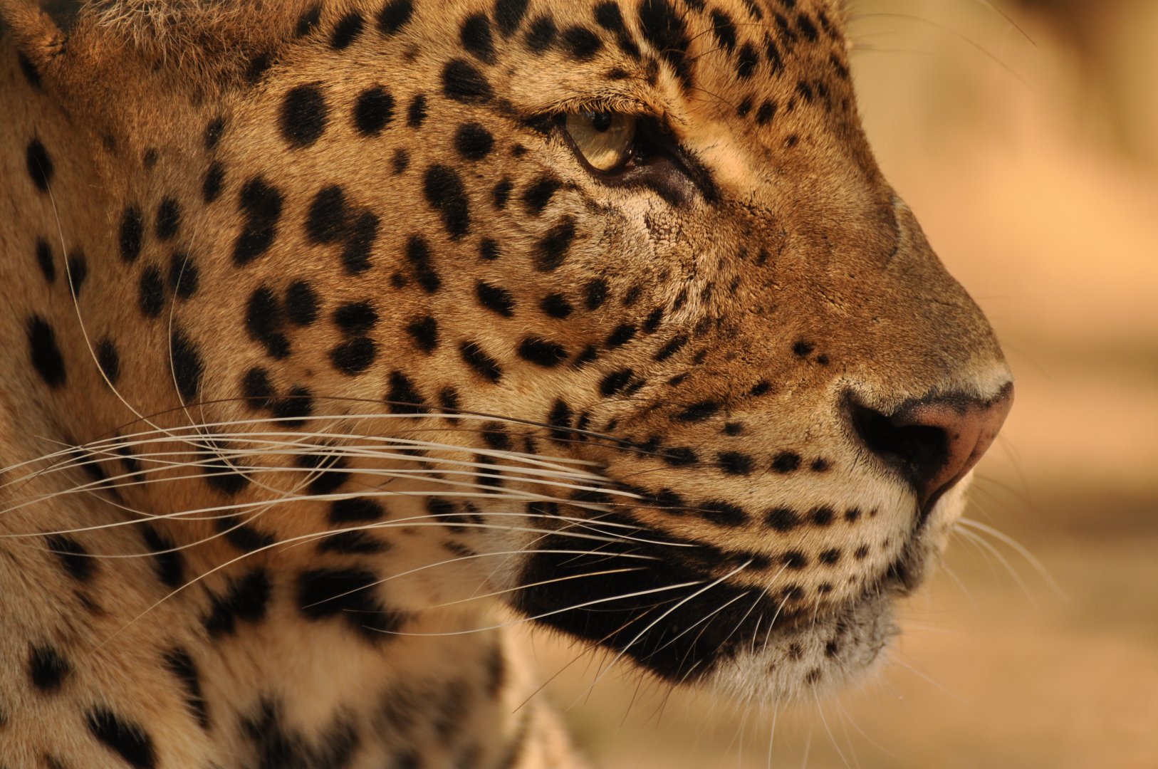 Ceylan leopard ((Panthera pardus kotiya))