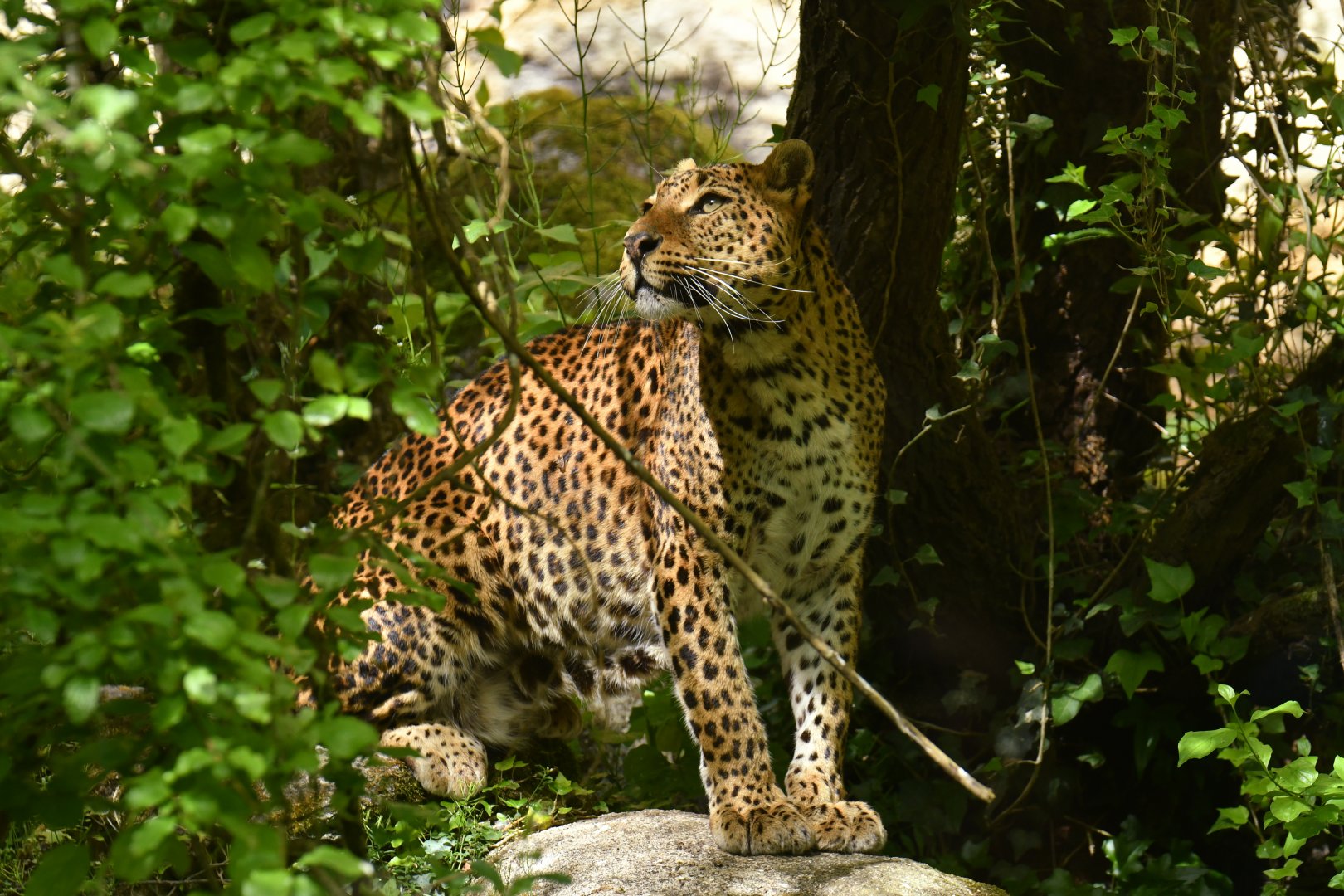 Ceylan leopard (Panthera pardus lotiya)