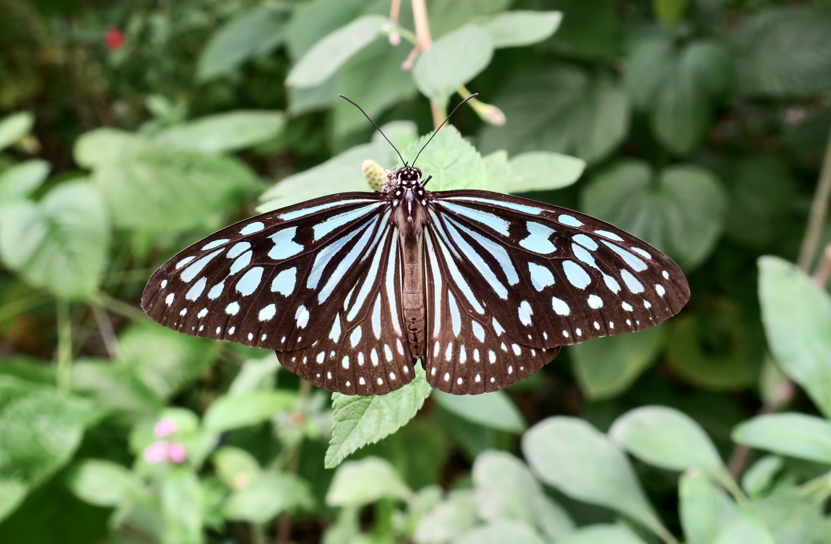 Ceylon Blue Glassy Tiger Butterfly (Ideopsis similis similis)