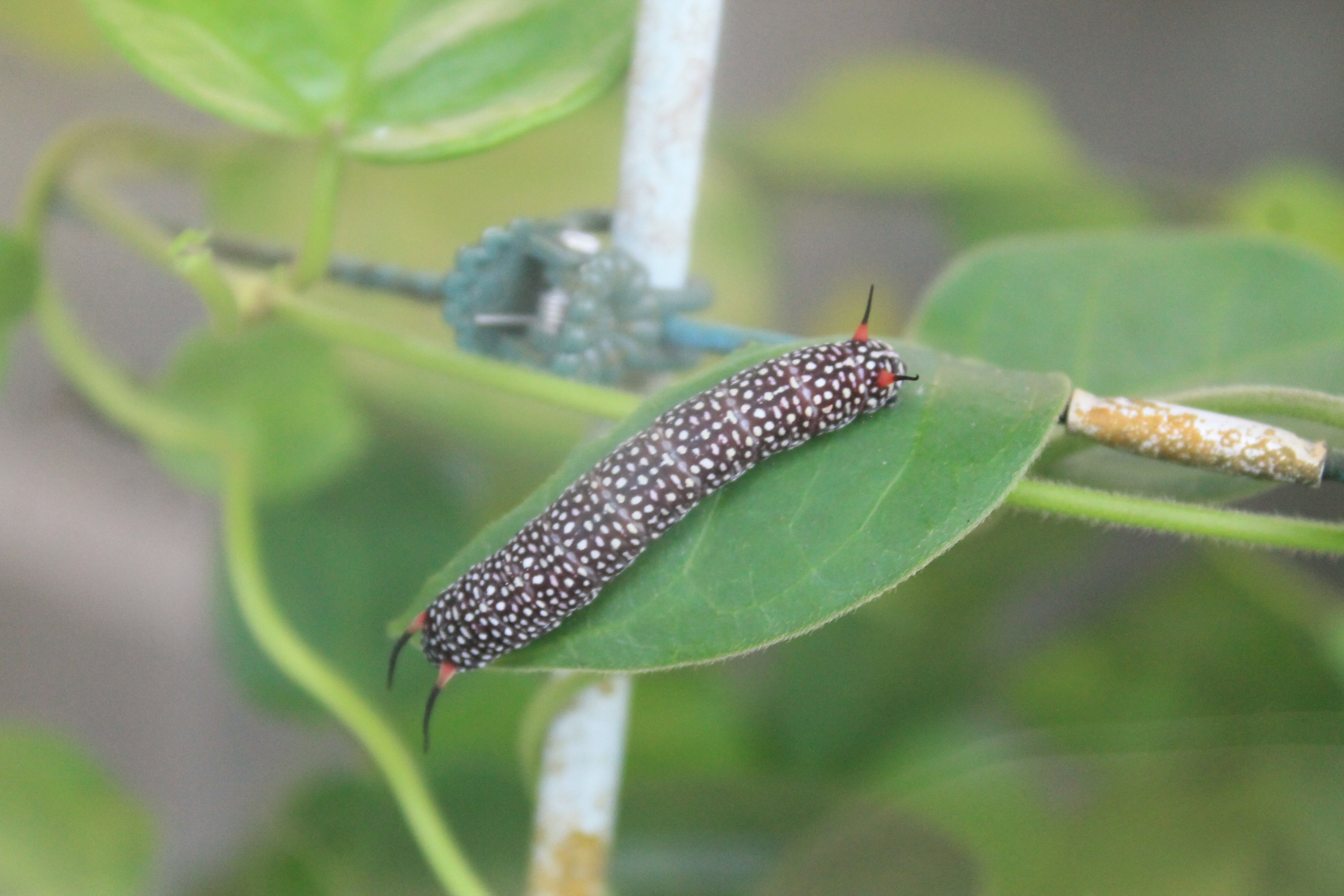 Ceylon Blue Glassy Tiger (Ideopsis similis) caterpillar