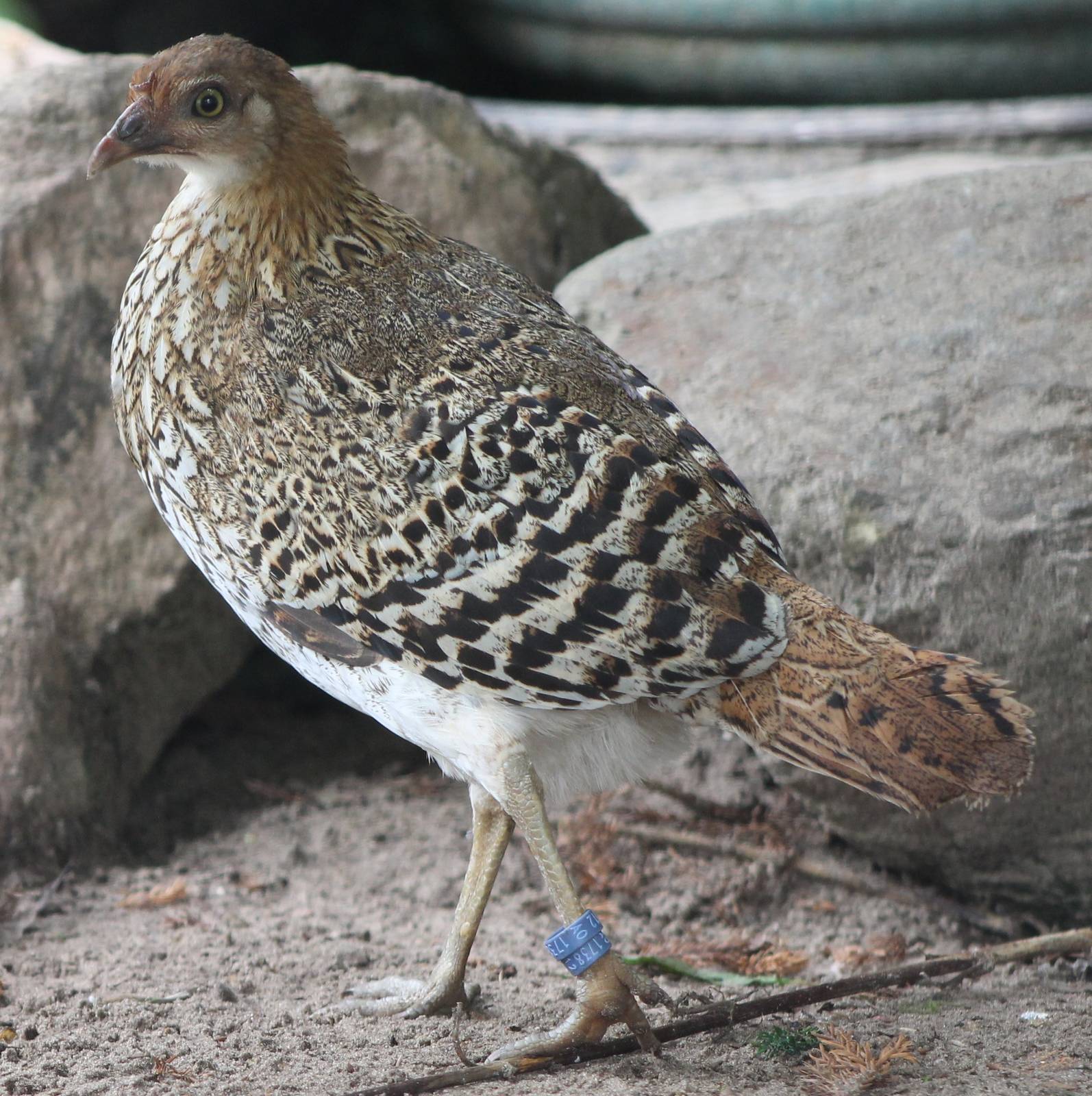 Ceylon junglefowl female
