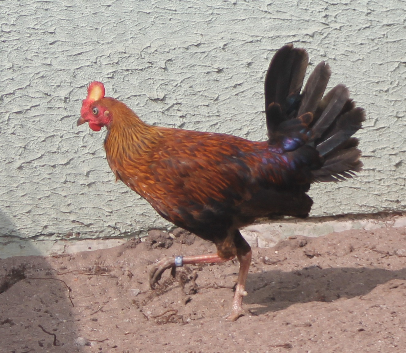 Ceylon junglefowl male