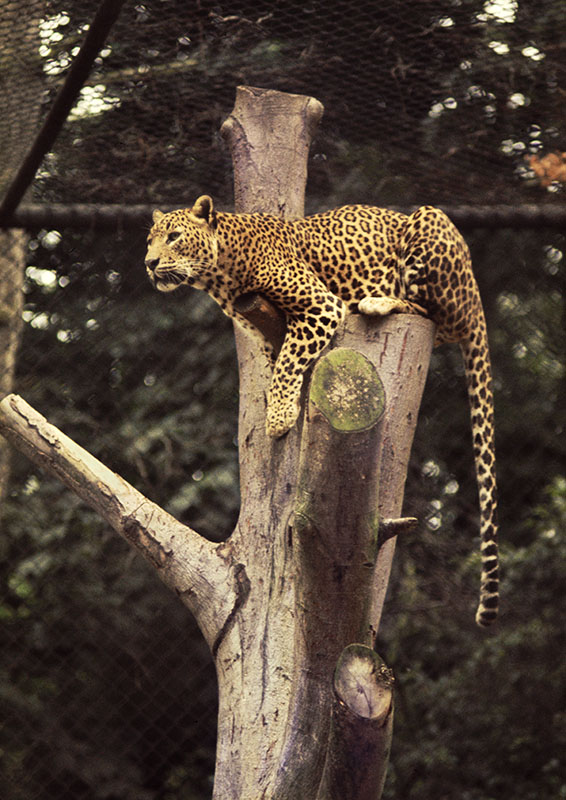 Ceylon leopard 1974