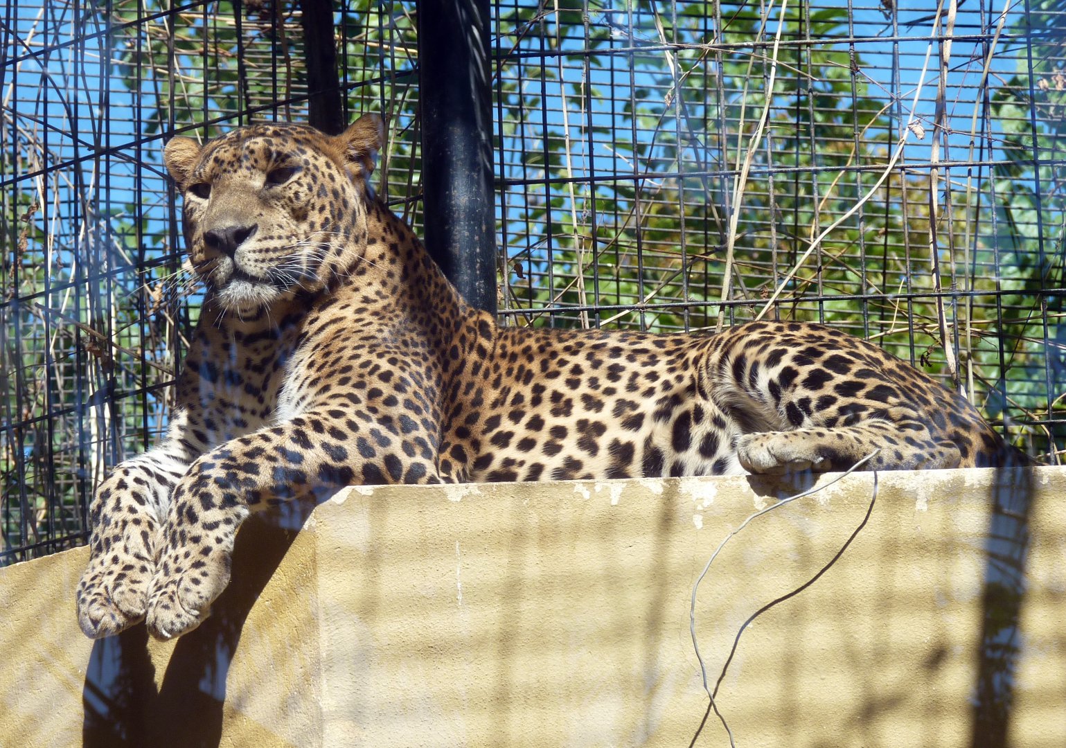Ceylon leopard (Panthera pardus kotiya)