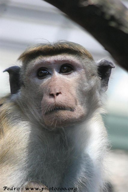 Ceylon macaque (Macaca sinica)