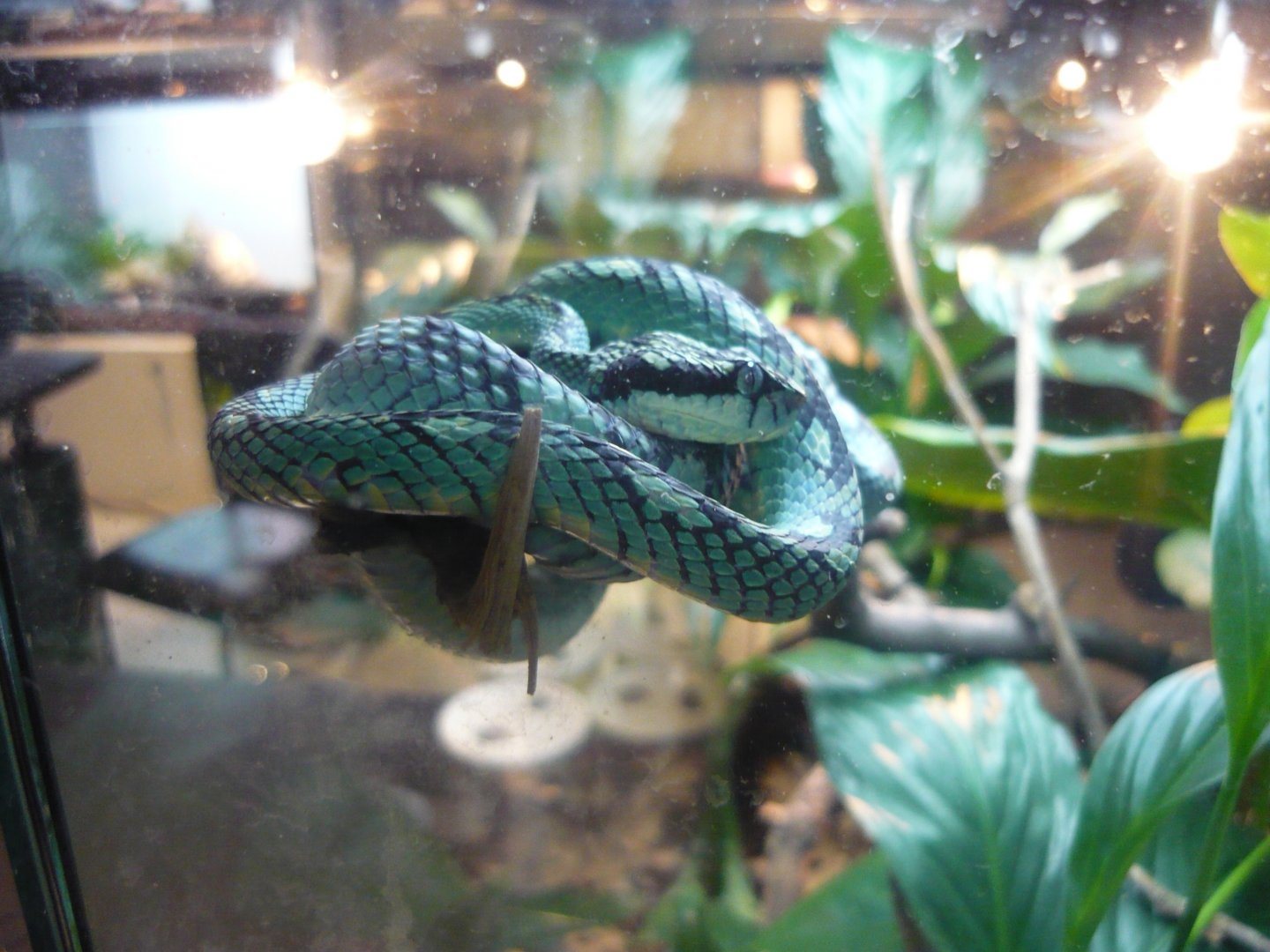 Ceylon pit viper (Trimeresurus trigonocephalus)