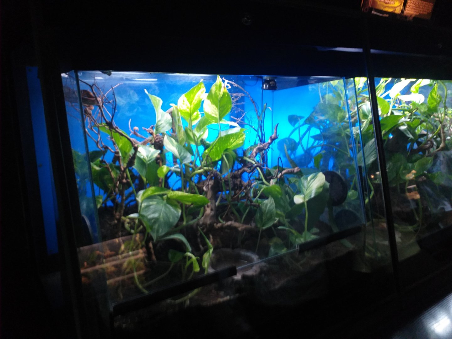 Ceylon pitviper exhibit -TerraNatura Benidorm (2021)