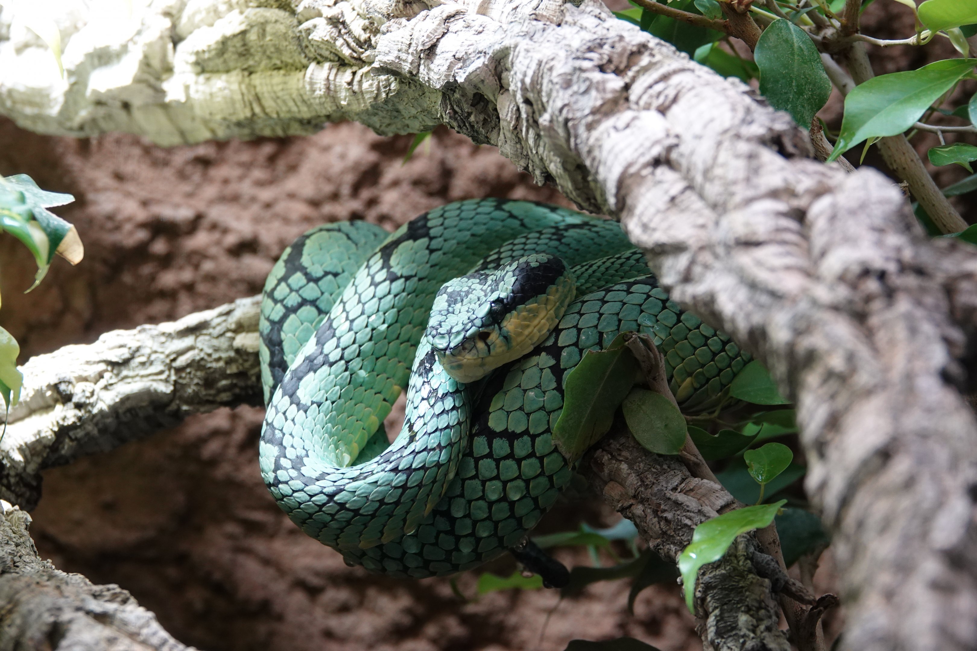 Ceylon pitviper