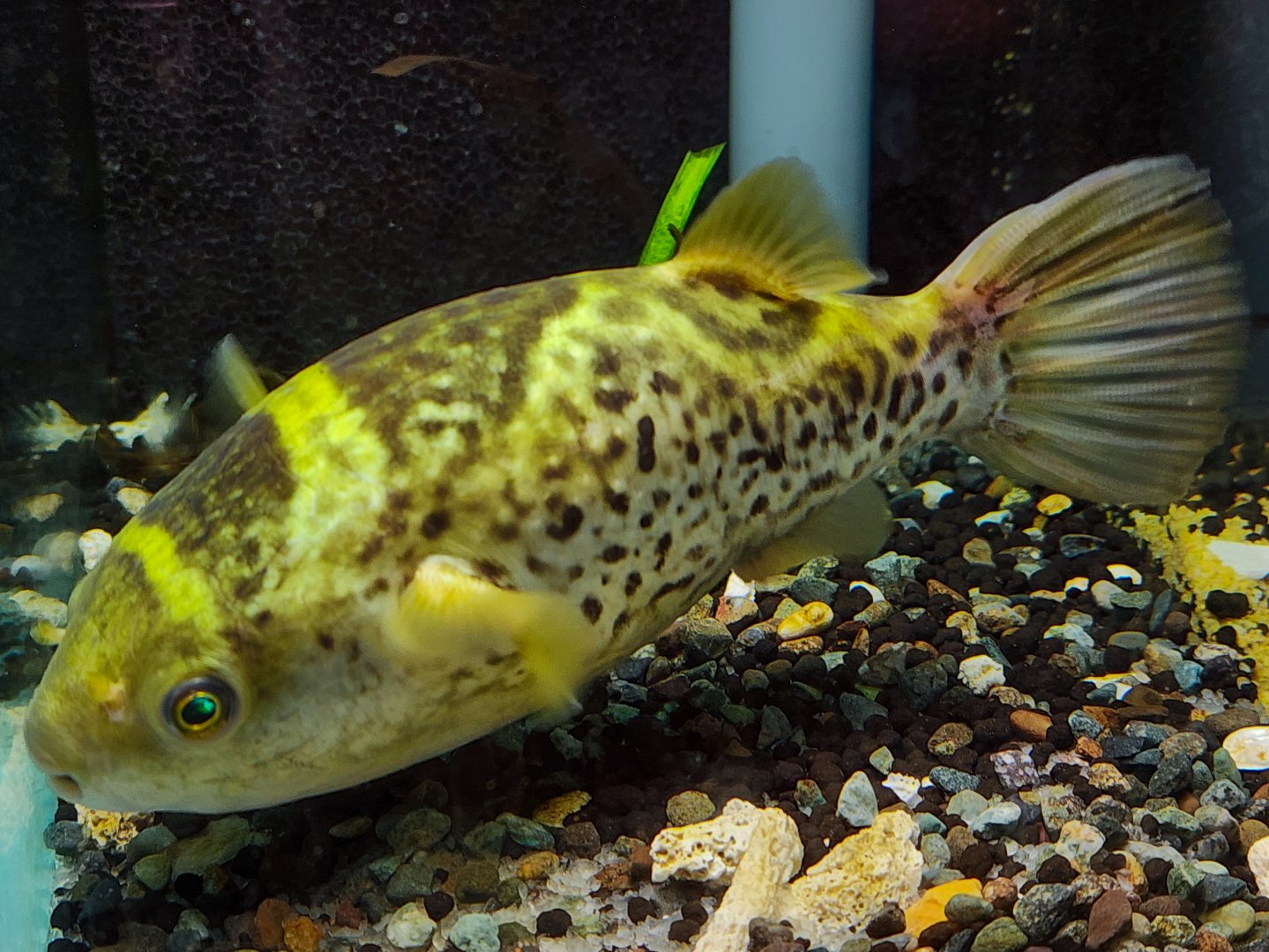 Ceylon Puffer (Dichotomyctere fluviatilis)