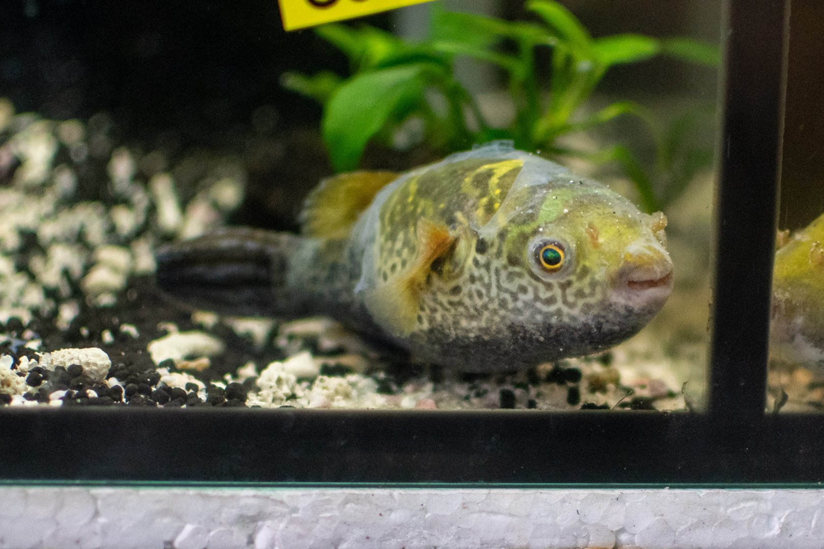 Ceylon Puffer (Dichotomyctere fluviatilis)