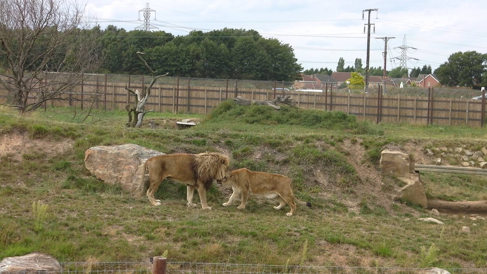 Cezar and Alis - 19.08.2011