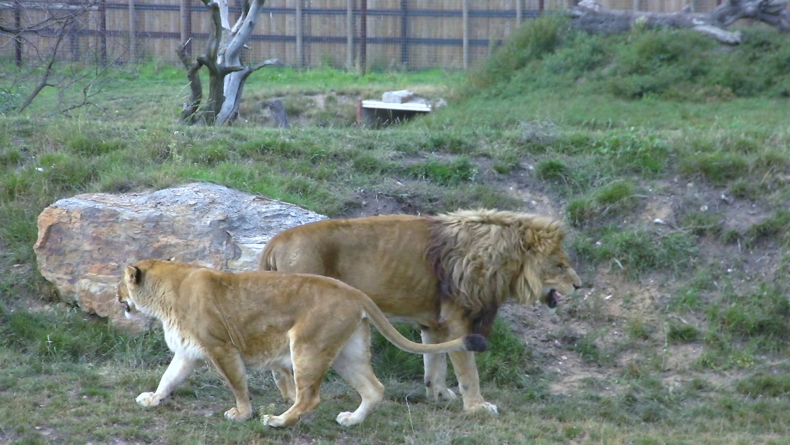 Cezar and Alis - 19.08.2011