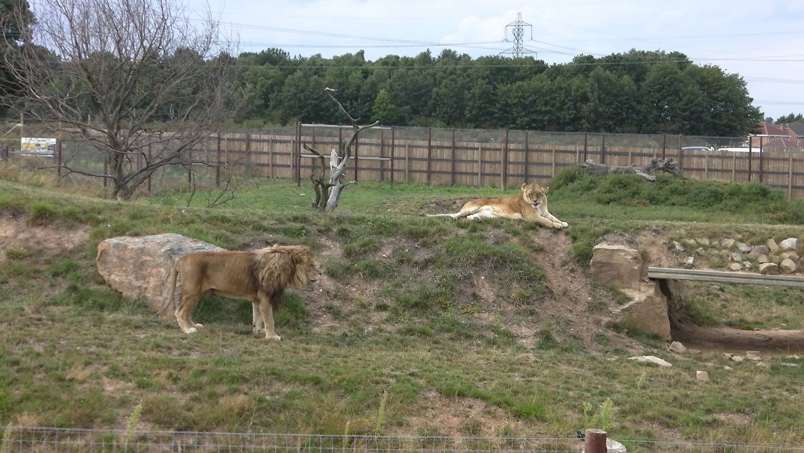 Cezar and Alis - 19.08.2011